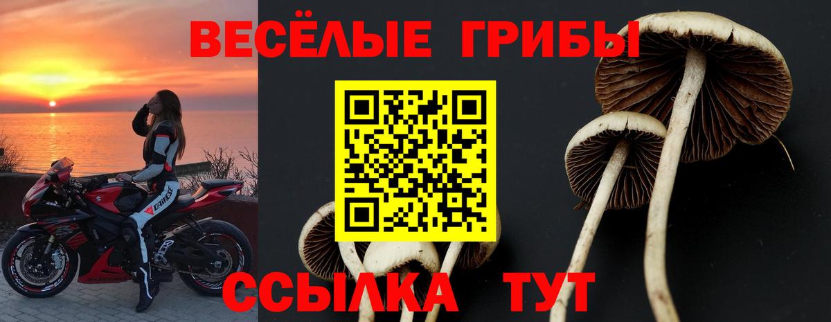 купить  цена  Борзя  Галлюциногенные грибы Psilocybine cubensis 